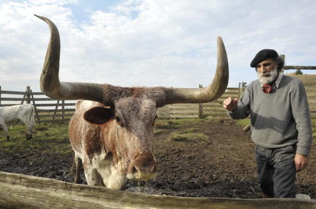 Gado Franqueiro pode virar animal símbolo do RS Emílio Pedroso/Agencia RBS Gado Franqueiro pode virar animal símbolo do RS Emílio Pedroso/Agencia RBS