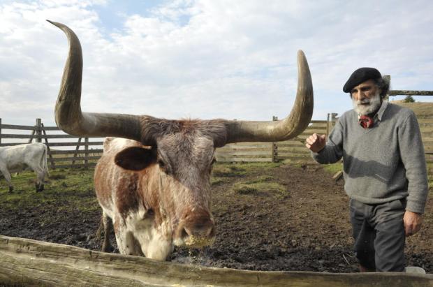 Gado Franqueiro pode virar animal símbolo do RS Emílio Pedroso/Agencia RBS