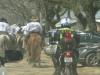 Cavalarianos entram no Parque Maurício Sirotsky Sobrinho
