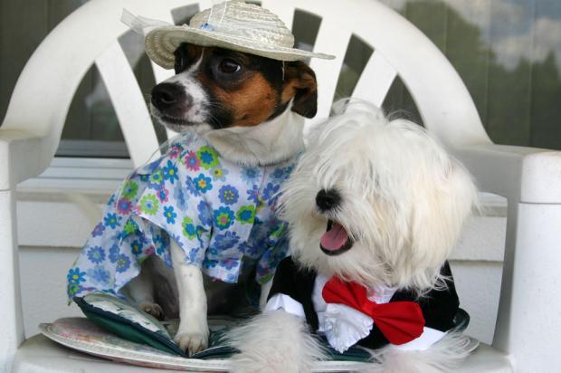 Cachorros preferem passear com as donas mulheres do que com homens Stock Photos/