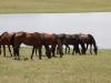 Com mais de 15 haras (entre Bagé e Aceguá) dedicando-se à raça especial para turfe, a região se especializa e se diferencia na criação  