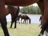Conhecida pelos cavalos crioulos, Bagé também vem se consagrando na criação do puro-sangue inglês  