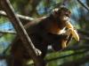 Em novembro de 2006, crianças comemoraram o aniversário do minizoo levando alimentos aos animais