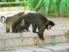 Em novembro de 2000, vândalos abriram um buraco na cerca do minizôo, deixando escapar 18 macacos-prego. Um deles acabou morrendo ao cair de uma árvore.