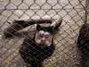 Minizoo tem área aproximada de 2.800 metros quadrados, abrigando aves, mamíferos e répteis