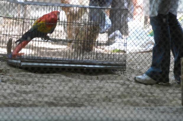Animais são removidos do Minizoo da Redenção, em Porto Alegre Ronaldo Bernardi/