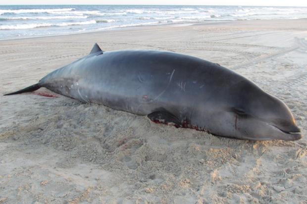 Baleia de espécie rara é encontrada morta no Litoral Norte Paulo Ott / GEMARS/Divulgação