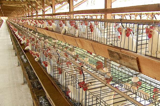 Receita com exportações da avicultura cai em 2012, aponta Ubabef Reprodução/ Receita com exportações da avicultura cai em 2012, aponta Ubabef Reprodução/