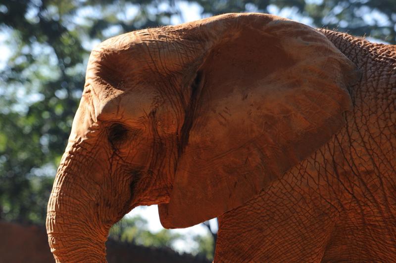 O elefante africano pisou no bloco de gelo para pegar as frutas no seu interior:imagem 5