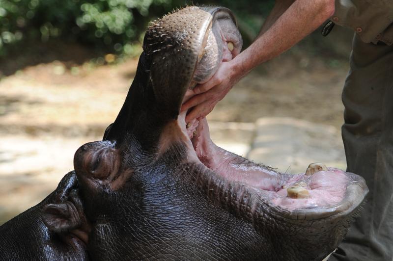 Tratador massageia o hipopótamo:imagem 4