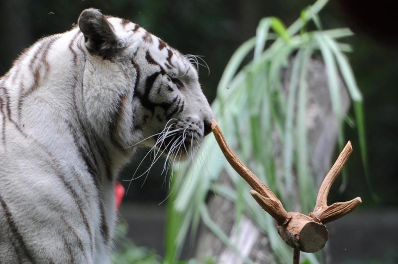 O tigre-branco roçou o nariz no brinquedo de natal:imagem 6