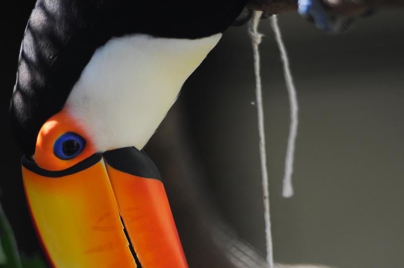 O tucano pegou a comida que foi grudada numa estrela de papelão, presente de natal:imagem 1