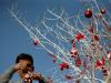 Palestino decora árvore de Natal na aldeia de Zababdah, Cisjordânia