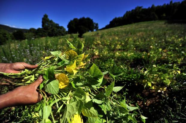 Perdas na safra da soja podem ultrapassar R$ 2 bilhões Diego Vara/Agencia RBS