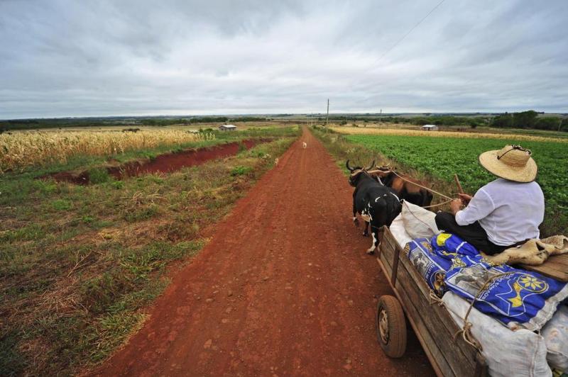 El&oacute;i Jauel Kuster, produtor rural do assentamento Conquista da Luta, &eacute; visto transportando o que sobrou da sua lavoura de milho para a alimenta&ccedil;&atilde;o dos animais:imagem 1