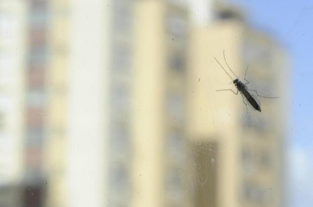 Incomodado com os mosquitos? Conheça alguns repelentes naturais Júlio Cordeiro/Agencia RBS Incomodado com os mosquitos? Conheça alguns repelentes naturais Júlio Cordeiro/Agencia RBS