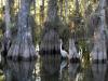 Parque Nacional de Everglades, nos Estados Unidos
