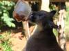 Puma se distrai tentando alcançar o picolé de sardinha