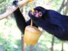 O macaco-aranha se diverte enquanto aprecia um picolé de fruta
