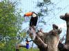 Tucano aproveita esguicho suave para amenizar o calor