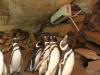 Acostumados com temperaturas entre 3º e 15ºC, os pinguins de Magalhães têm o ambiente refrigerado com ar-condicionado quando a temperatura externa passa dos 25ºC