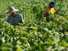 Produtores de Santa Cruz, no Vale do Rio Pardo, em meio às lavouras de fumo