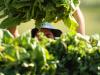 Agricultor separa o fumo recém-colhido em propriedade em Santa Cruz do Sul, no Vale do Rio Pardo