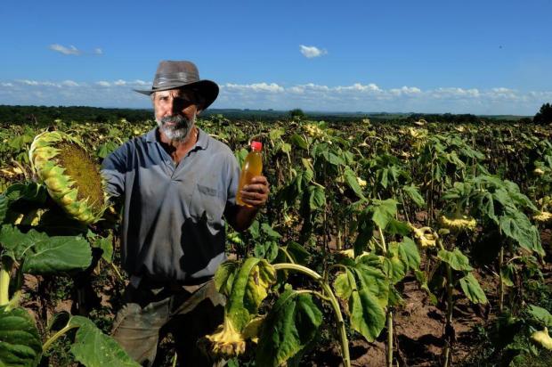Agricultores apostam em práticas sustentáveis em lavouras de fumo Mauro Vieira/Agencia RBS