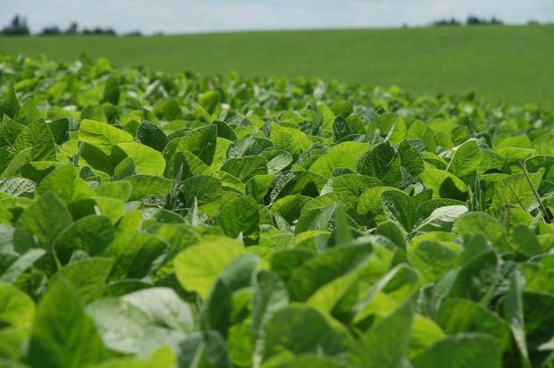 Soja e milho têm baixa quebra da produção na Serra Fabiano Nunes/Especial