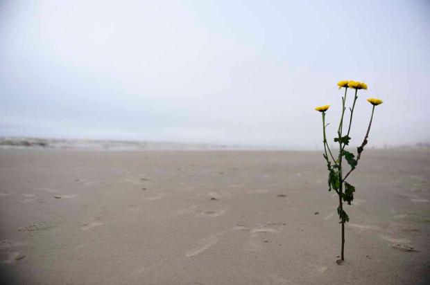 Dia tem nevoeiro e previsão de tempo seco no Litoral Norte Lauro Alves/ Dia tem nevoeiro e previsão de tempo seco no Litoral Norte Lauro Alves/