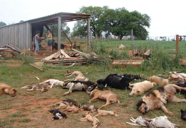 Polícia investiga morte de 37 cães em abrigo em São Francisco de Assis Jeremias Izaguirre de Oliveira/Leitor-Repórter Polícia investiga morte de 37 cães em abrigo em São Francisco de Assis Jeremias Izaguirre de Oliveira/Leitor-Repórter