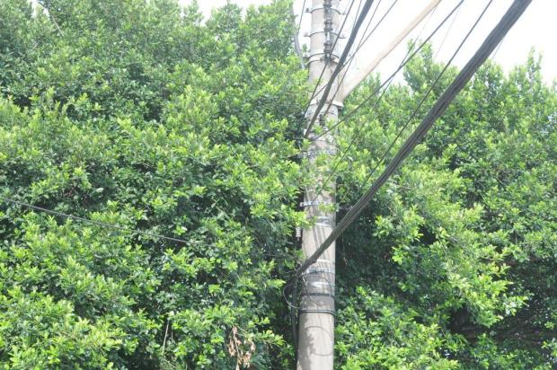 Podas de árvores causa divergência entre especialistas e ambientalistas na Capital Arivaldo Chaves/Agencia RBS