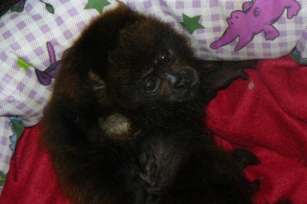 Filhote de bugio-ruivo passa bem após ter braço amputado em cirurgia Caroline Zanchi/Divulgação GramadoZoo/ Filhote de bugio-ruivo passa bem após ter braço amputado em cirurgia Caroline Zanchi/Divulgação GramadoZoo/