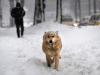 Cachorro caminha na neve em Bucareste, Romênia, na segunda-feira, dia 13 de fevereiro. Dezenas de pessoas já morreram no país devido ao frio