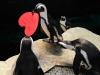 Um pinguim africano carrega um coração feito por um visitante na Academia de Ciências da Califórnia, em San Francisco