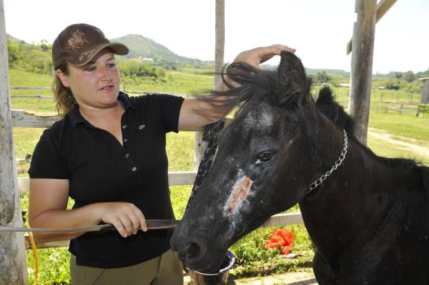 Égua vítima de maus-tratos recupera saúde em escola de equitação Genaro Joner/Agencia RBS