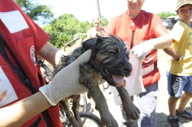 Cachorrinha resgatada em incêndio não resiste aos ferimentos e morre em Joinville, Norte de SC Salmo Duarte/Agencia RBS