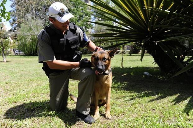 Em defesa de PMs, cão reage e garante detenção de homem armado com faca na Capital Ronaldo Bernardi/Agência RBS