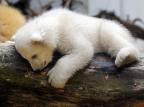 FOTOS: irmão do urso polar Knut é fotografado aproveitando o dia com a mãe em zoológico na Alemanha Marius Becker/AFP