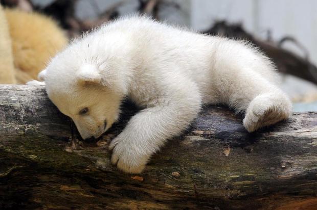 FOTOS: irmão do urso polar Knut é fotografado aproveitando o dia com a mãe em zoológico na Alemanha Marius Becker/AFP
