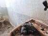 Tanque em obras paradas vira ninho de pomba