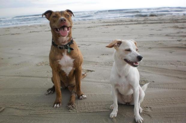 Morte de pitbull na UFRGS gera repercussão nas redes sociais Mariana Santos,Arquivo Pessoal/ZH Morte de pitbull na UFRGS gera repercussão nas redes sociais Mariana Santos,Arquivo Pessoal/ZH