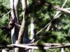 O zoológico de Sapucaia do Sul foi aberto ao público em 1962