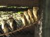 O Parque Zoológico possui um acervo de mais de mil animais