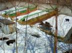 Ursos escapam de zoológico e matam duas mulheres no Japão Kyodo News/AP Photo Ursos escapam de zoológico e matam duas mulheres no Japão Kyodo News/AP Photo