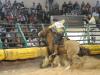 Final do Bocal de Ouro decidiu os animais que participarão do Freio de Ouro 2012