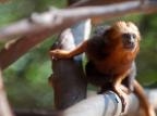 Zoológico de Sapucaia do Sul completa 50 anos e entrada será gratuita Camila Domingues, Palácio Piratini, Divulgação/