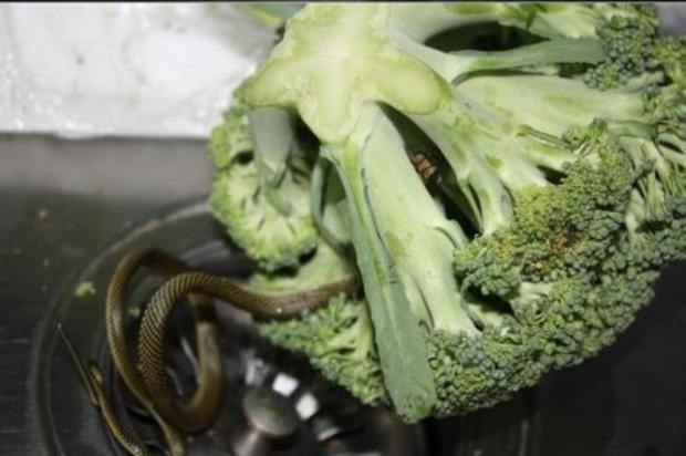 Cobra é encontrada dentro de embalagem de brócolis em Santa Catarina Arquivo Pessoal/divulgação