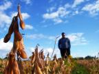 Produtores que replantaram soja fora de época se preparam para colheita escassa Roberto Witter/Agência RBS Produtores que replantaram soja fora de época se preparam para colheita escassa Roberto Witter/Agência RBS