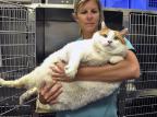 Gato que pesava quase 18 quilos morre nos Estados Unidos Santa Fe Animal Shelter,Ben Swan,File/AP Gato que pesava quase 18 quilos morre nos Estados Unidos Santa Fe Animal Shelter,Ben Swan,File/AP